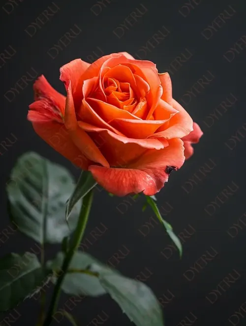 ดอกกุหลาบสีส้มสดใสบนพื้นหลังเข้ม