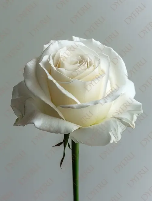 ดอกกุหลาบขาวสวยงามบนพื้นหลังเรียบง่าย