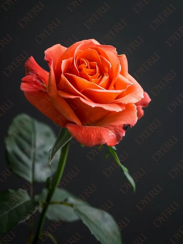 ดอกกุหลาบสีส้มสดใสบนพื้นหลังเข้ม